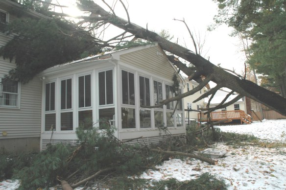 fallen tree on sunroom 