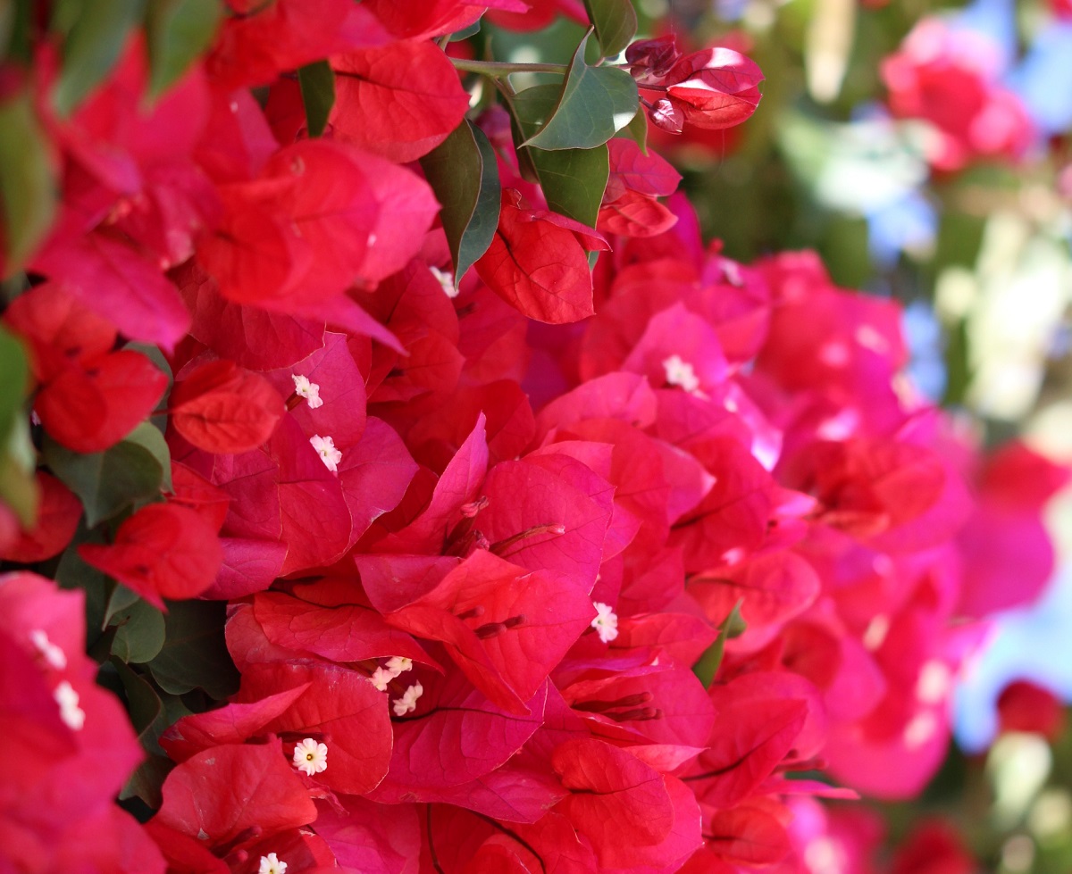 bougenvillia