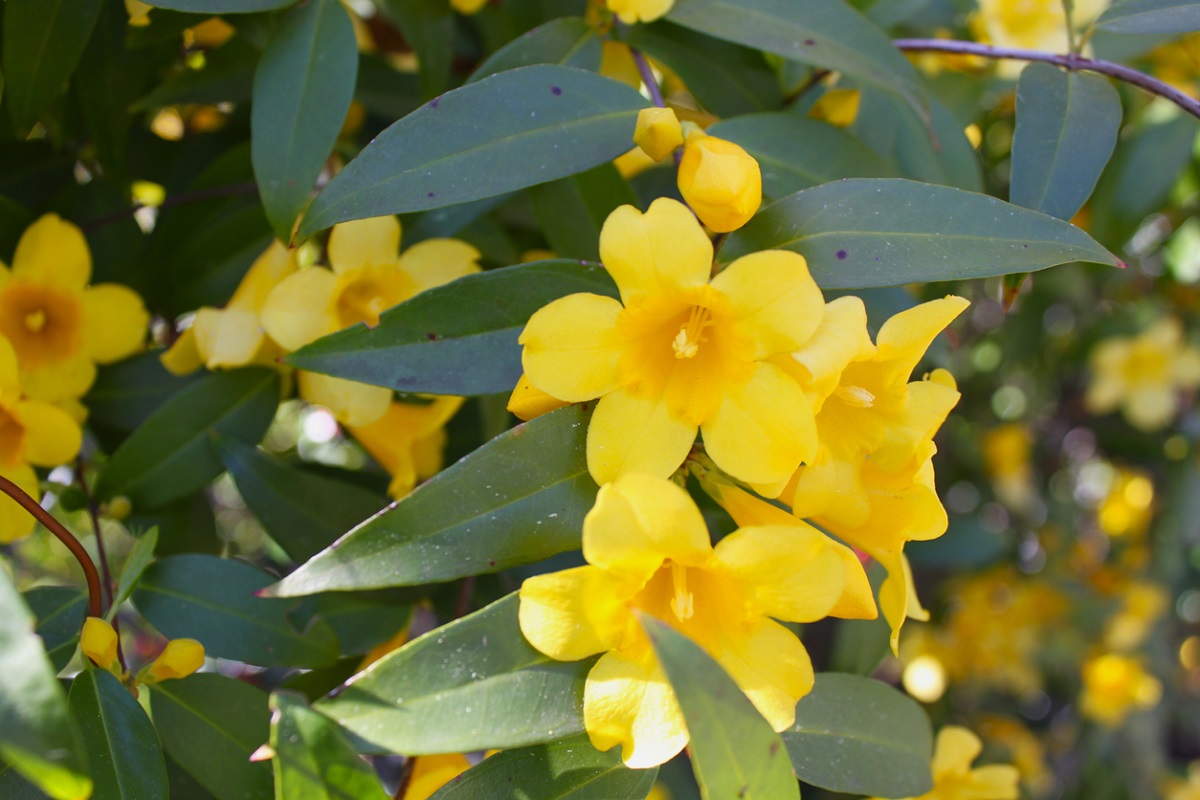 carolina jessamine