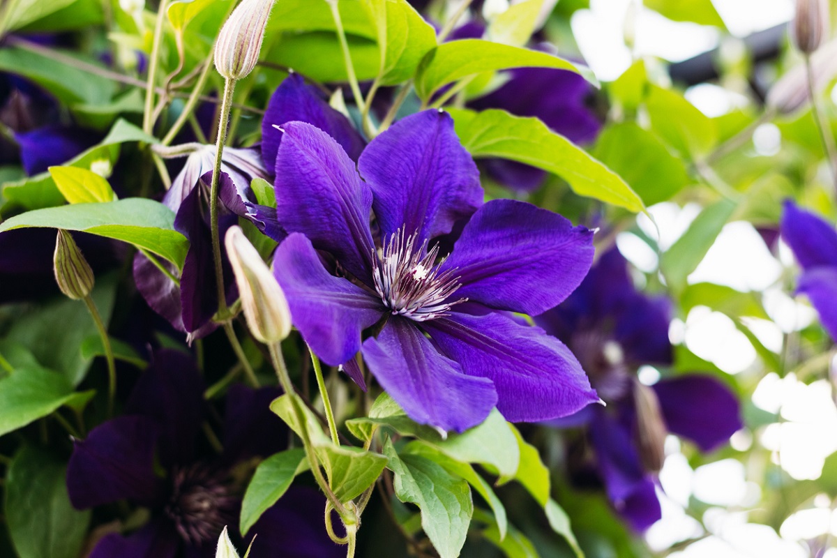 clematis