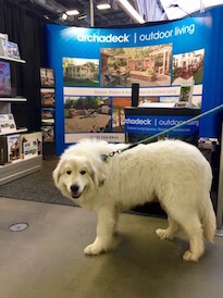 Fluffy white dog
