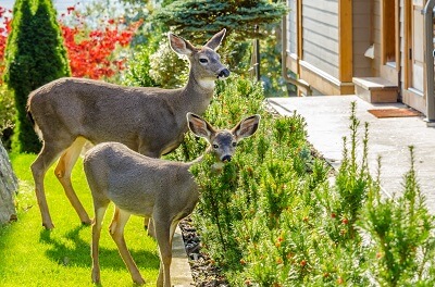 deers in the backyard