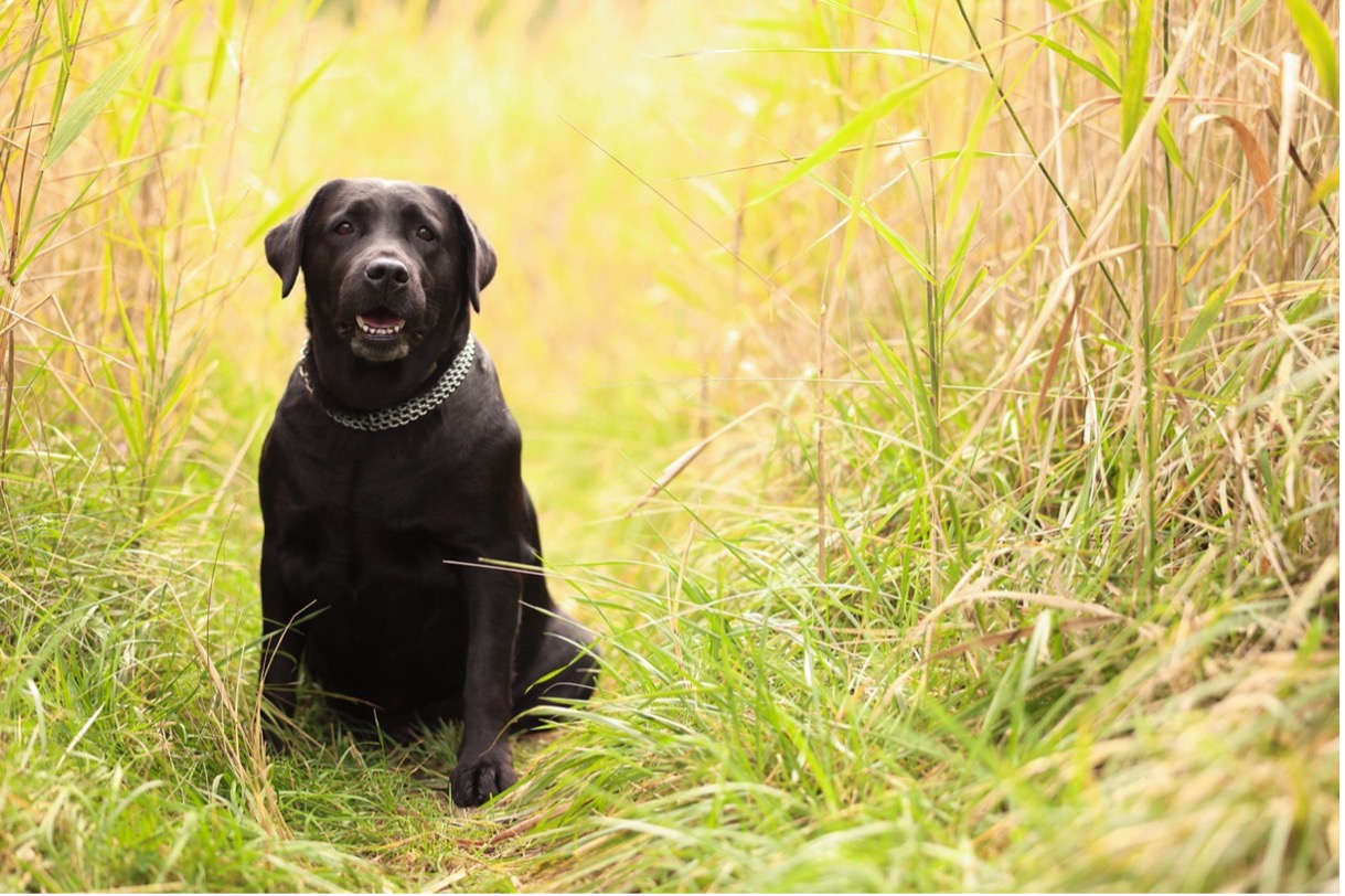 Deck designs for man's best friend