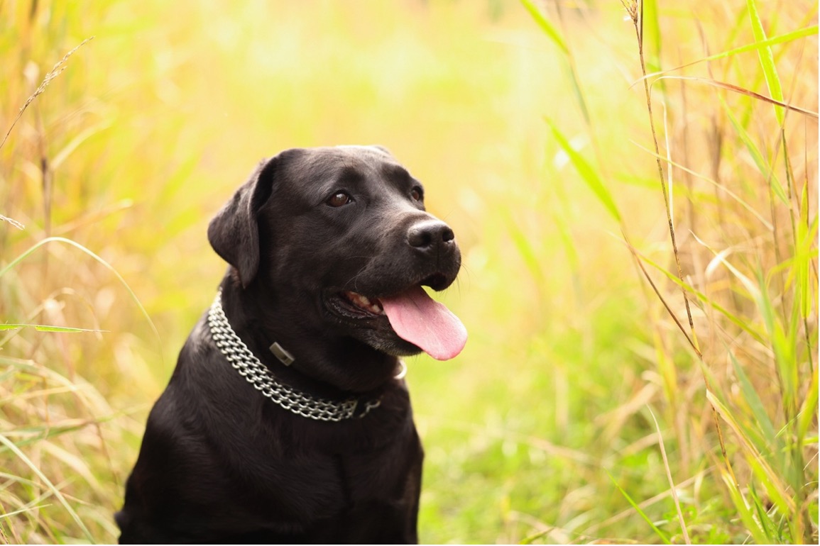 dog friendly deck designs with AZEK and TimberTech decking
