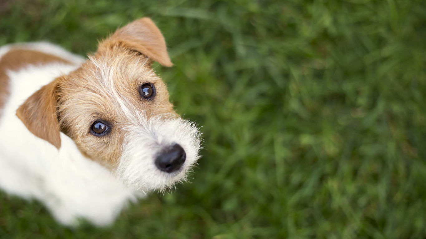 pet friendly outdoor living space designs