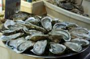 Oysters