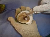 shucking