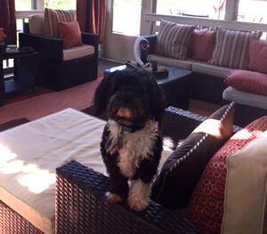 Pet Friendly Charlotte Screened Porch Builder
