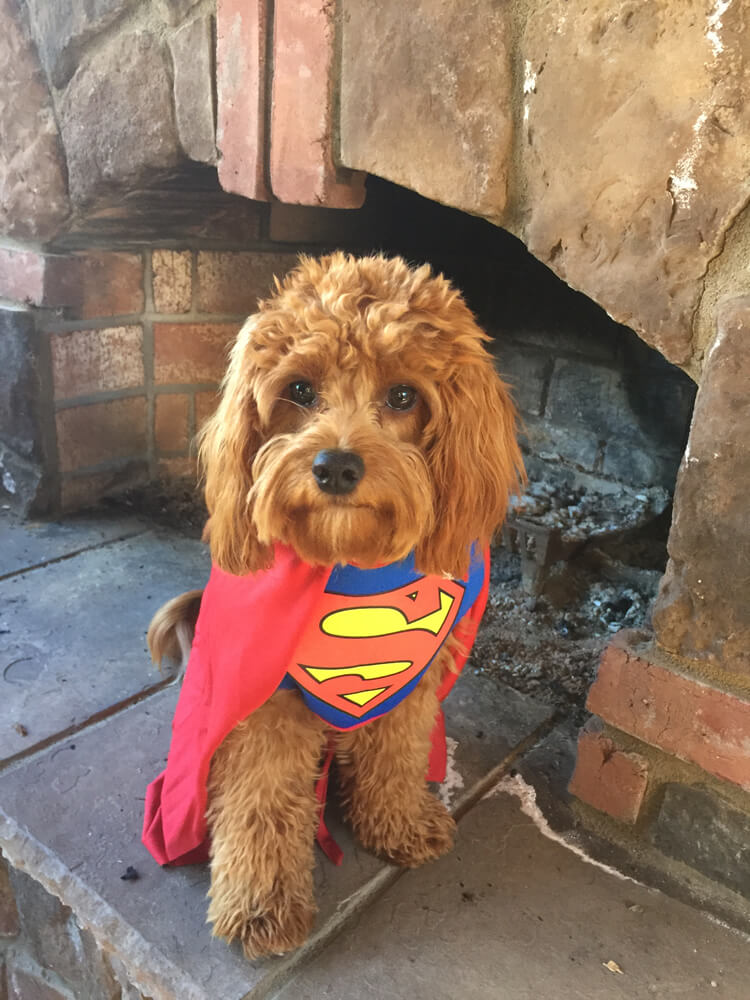 Pet Friendly Outdoor Living Outdoor Fireplace by Archadeck of Charlotte