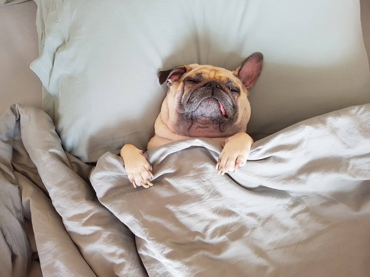 pug dog sleeping in a bed