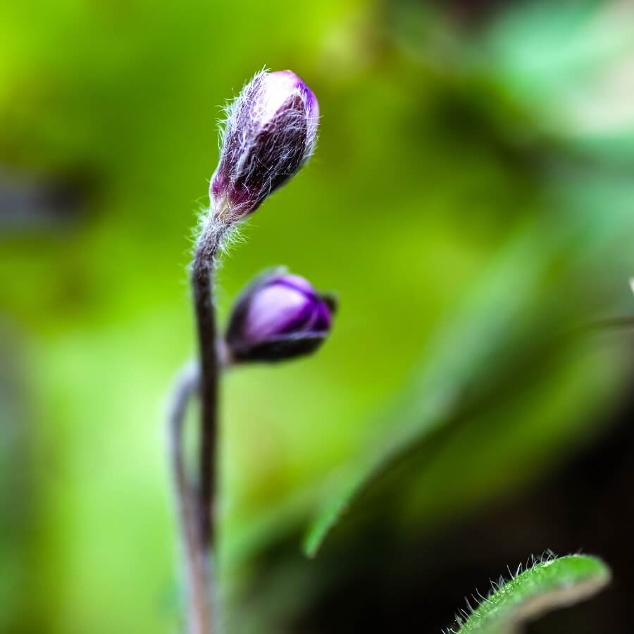 Budding flower