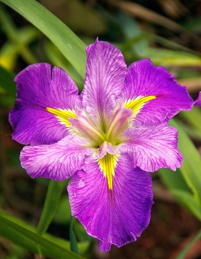 Purple flower