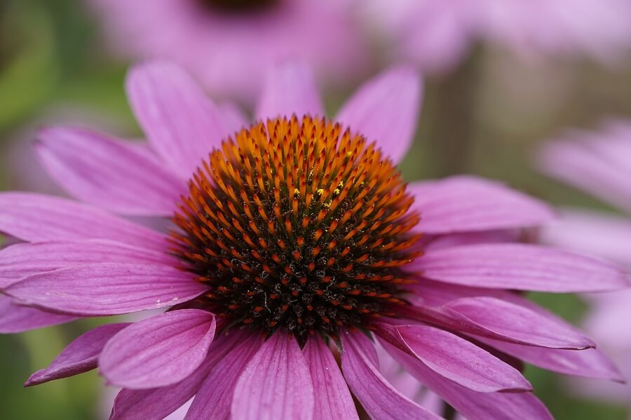 Purple flower