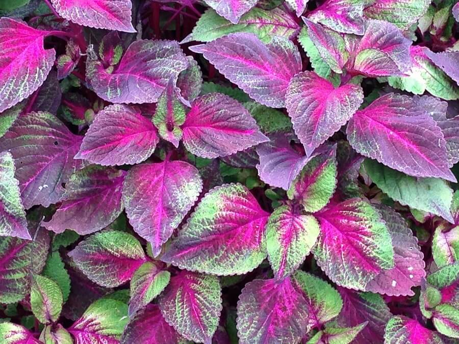 Plant with purple and green leaves