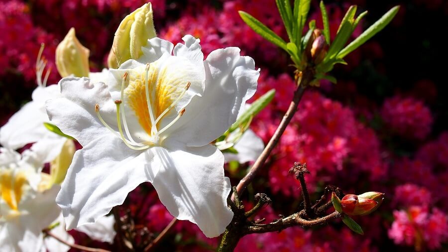 White flower