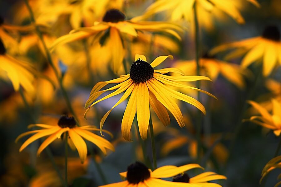 Yellow flowers