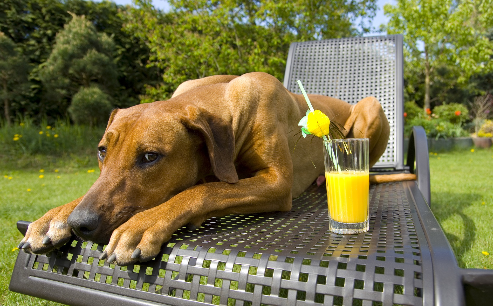 dog on a lawn chair