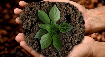 Person holding plant