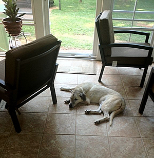 Pet friendly 3 and 4 season rooms