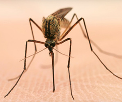Mosquito