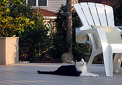 Pet friendly deck