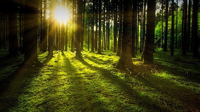 Forest with Trees and Sunshine