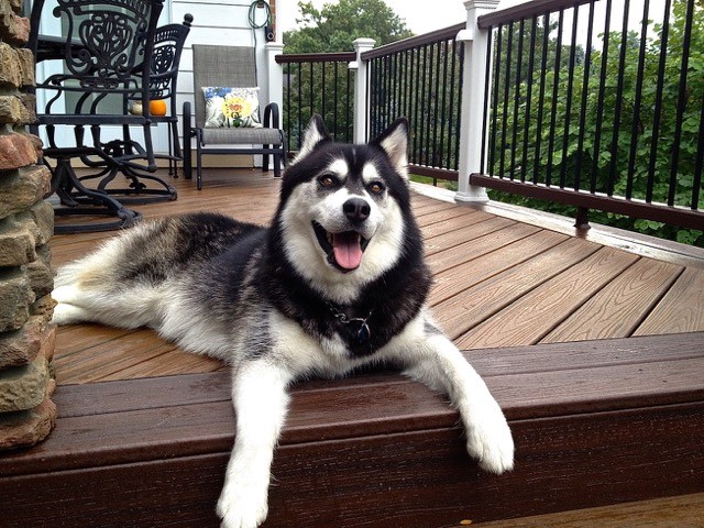 Custom deck with a dog