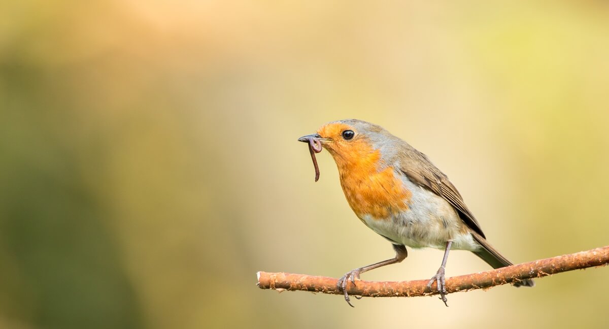 bird with worm in beak